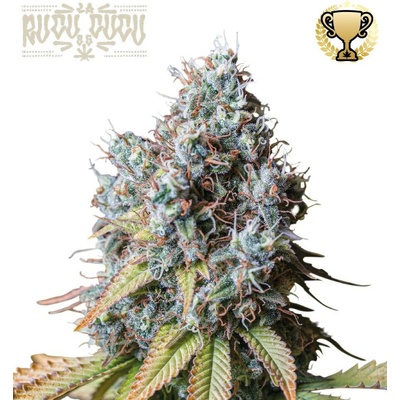 Seedstockers Rucu Cucu OG semena neobsahují THC 1 ks