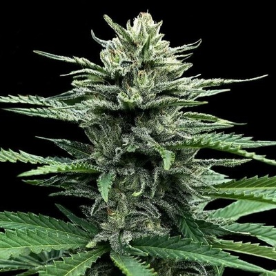 DNA Genetics AUTO Strawberry Banana semena neobsahují THC 5 ks