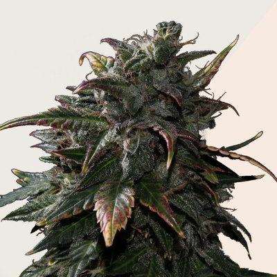 Kera Seeds Tangerine Kush semienka neobsahujú THC 10 ks