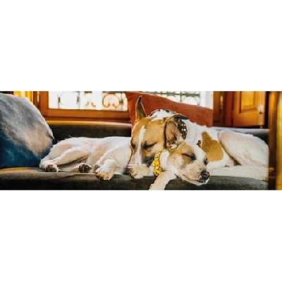 Dino - Puzzle Gump on the couch - 150 piese