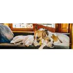 Dino - Puzzle Gump on the couch - 150 piese