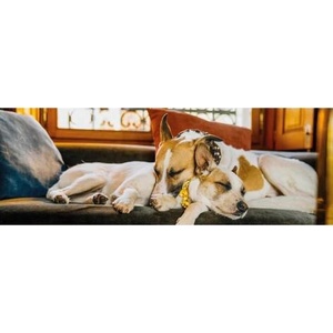 Dino - Puzzle Gump on the couch - 150 piese