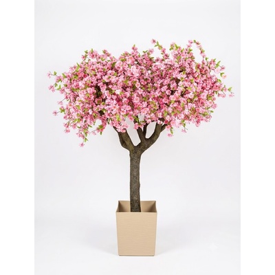 Kvitnúci strom sakura- extra široká koruna 180cm