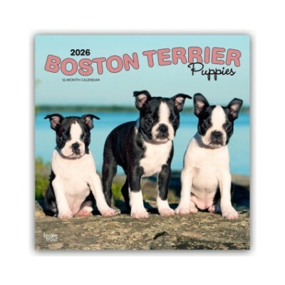 Boston Terrier Puppies Boston Terrier Welpen 16-Monats 2026