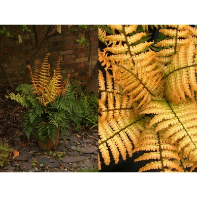 Papraď Wallichova Jurassic Gold, kvetináč 14 cm