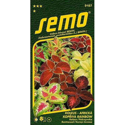 Koleus RAINBOW africká kopřiva směs barev