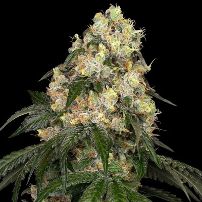 White Label White Biscotti OG XXL semienka neobsahujú THC 10 ks