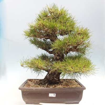 e-bonsai Venkovní bonsai - Pinus thunbergii - Borovice thunbergova