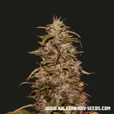 Kalashnikov Seeds Big Altai Sativa Express semienka neobsahujú THC 3 ks