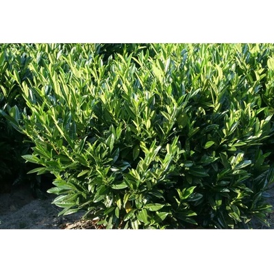 Prunus laurocerasus 'Reynvaanii' 30-40 C4L