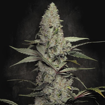 Paradise Seeds Wappa semena neobsahují THC 10 ks
