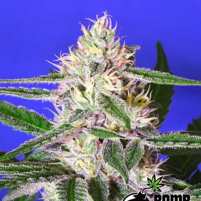 Bomb Seeds Edam Bomb semienka neobsahujú THC 10 ks