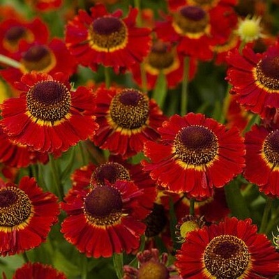 Helenium hyb. 'Mariachi Salsa' Velikost hrnku: 2l terac