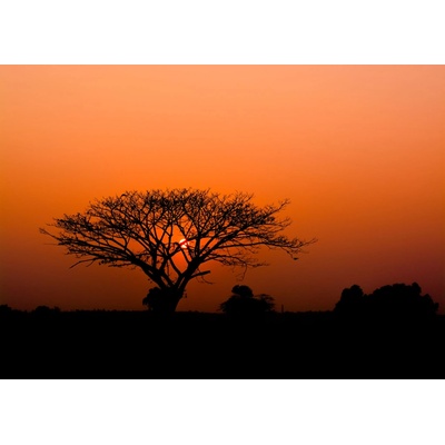 Rasch 363647 Vliesová fototapeta na zeď African Queen, ropzměry 4,24 x 3 m