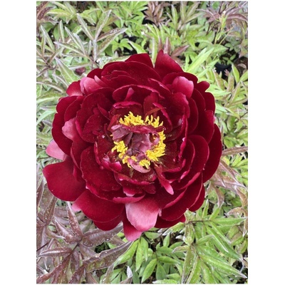 Paeonia PETER BRAND - pivoňka