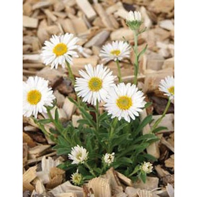 Aster alpinus WHITE - astra, hvězdnice alpská