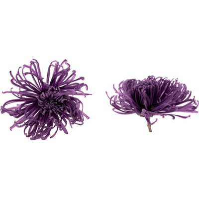 Chrysanthema Anastasia - 3 ks