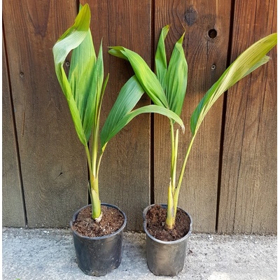 Archontophoenix alexandrae – veľkosť 30+cm