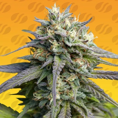 Original Sensible Seeds Strawberry Banana Fast semienka neobsahujú THC 10 ks