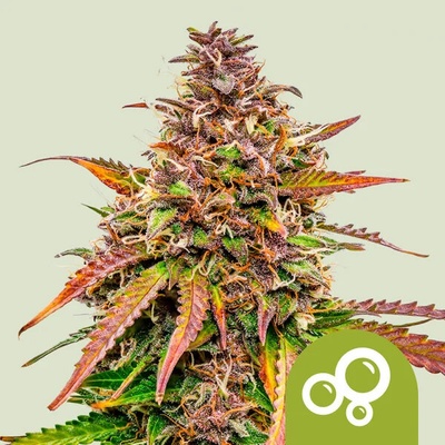 Royal Queen Seeds Bubble Kush Automatic semienka neobsahujú THC 100 ks