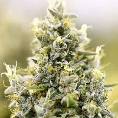 PowerStrains Gelato AUTO semena neobsahují THC 5 ks