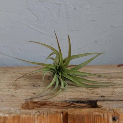 Tillandsia Capitata