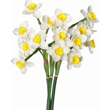 Florissima! Narcis 50cm 1kus
