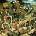 Fleet Foxes - Fleet Foxes (LP) (0098787077711)