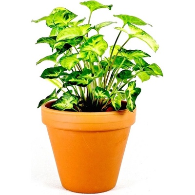 Gardners Syngonium podophyllum pixie, průměr 12 cm Syngonium, Syngónium