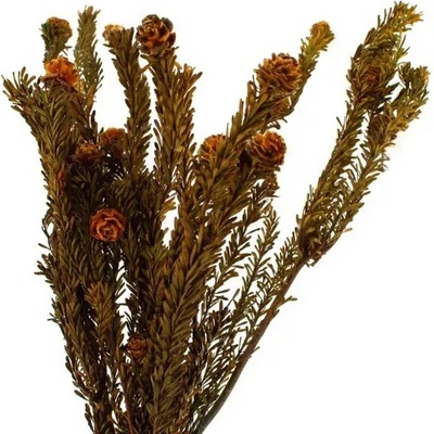 Stabilizovaná kytica Tortum - oranžová