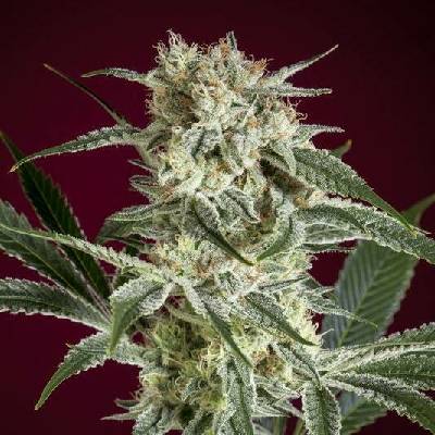 Reggae Seeds O'Haze Red semena neobsahují THC 1 ks