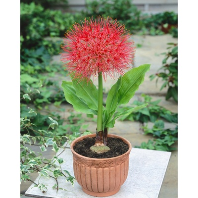 Krvokvět 'Scadoxus multiflorus' 1 ks – Zboží Dáma