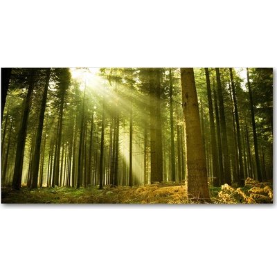 Foto obraz sklo tvrzené Sosnová les 100x50 cm