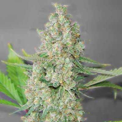G13 Labs Seeds Super Skunk semena neobsahují THC 5 ks