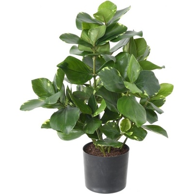 Umelá kvetina Clusia deluxe, 45cm