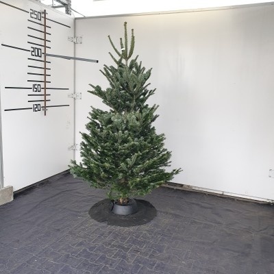 Živý vianočný stromček normandská jedľa 1.triedy zelený 175-200cm