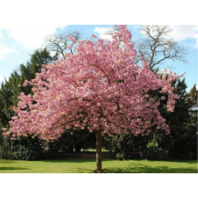 Okrasná čerešňa Kanzan na 110-130 cm kmienku, výška 170-220 cm, kvetináč 18 l