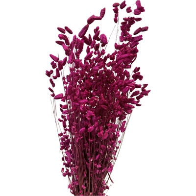 Sušená třesavá tráva Briza purpurová svazek 45g