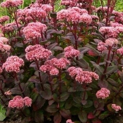 Sedum tel. 'Seduction Cherry Chocolate' Velikost hrnku: 2l černý