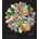 Plant - Phaidon Editors
