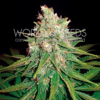 World of Seeds Mazar x Great White Shark semienka neobsahujú THC 7 ks