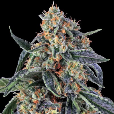 Barney's Farm Cookies Kush semienka neobsahujú THC 5 ks