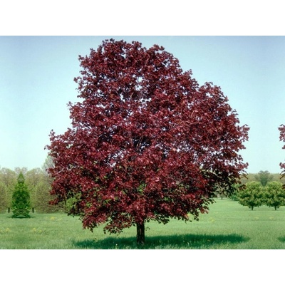 Javor mliečny Royal Red na kmienku, výška 260-280cm, kvetináč 18 l