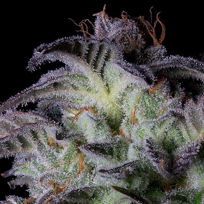 Big Head Seeds Dogstar Dawg semienka neobsahujú THC 10 ks