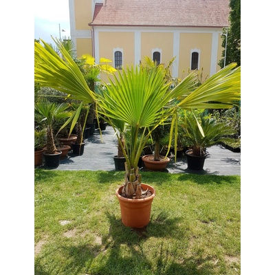 Sabal minor - kmeň 30-40cm, celková výška 190+cm