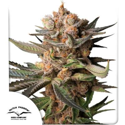 Dutch Passion Auto Frozen Biscotti semena neobsahují THC 3 ks