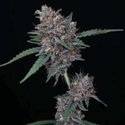 Pure Instinto Purple Punch AUTO semena neobsahují THC 3 ks
