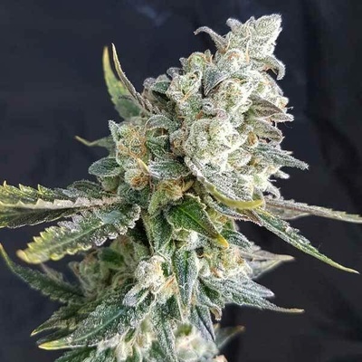 Freedom Of Seeds Blue Angel semena neobsahují THC 3 ks