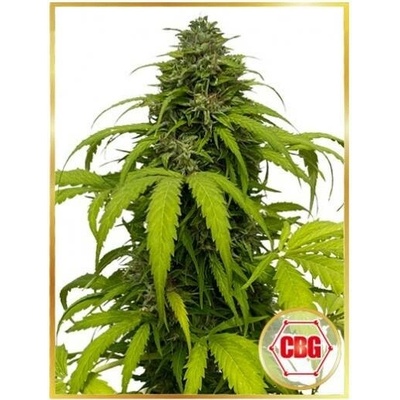 Mr. Hide Seeds Auto CBG Strong semena neobsahují THC 3 ks