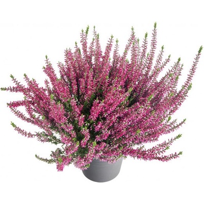 Výhodné balení 3x Vřes obecný, Calluna vulgaris, fialový, průměr květináče 12 cm